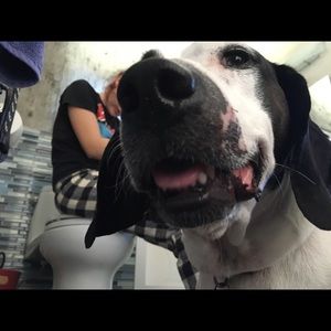 Meet your Posher, Pearl